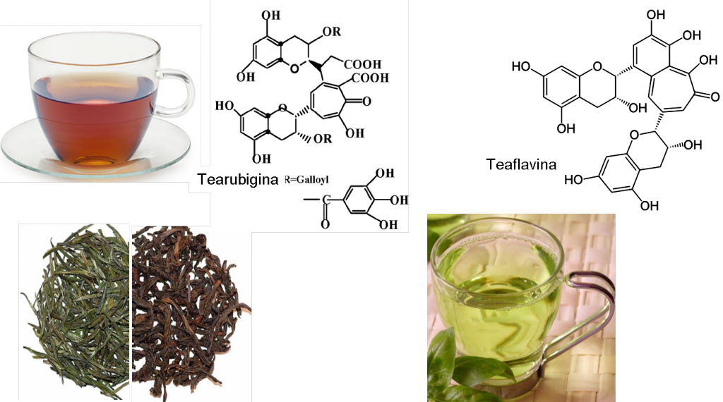 Compuesto del té verde mejora capacidad intelectual en personas con síndrome de Down - Té-Verde-2-1024x570