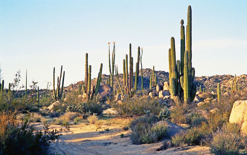 Incorporan 17 zonas como Áreas Naturales Protegidas - Valle-de-los-Cirios-Therese-Beck-Flickr