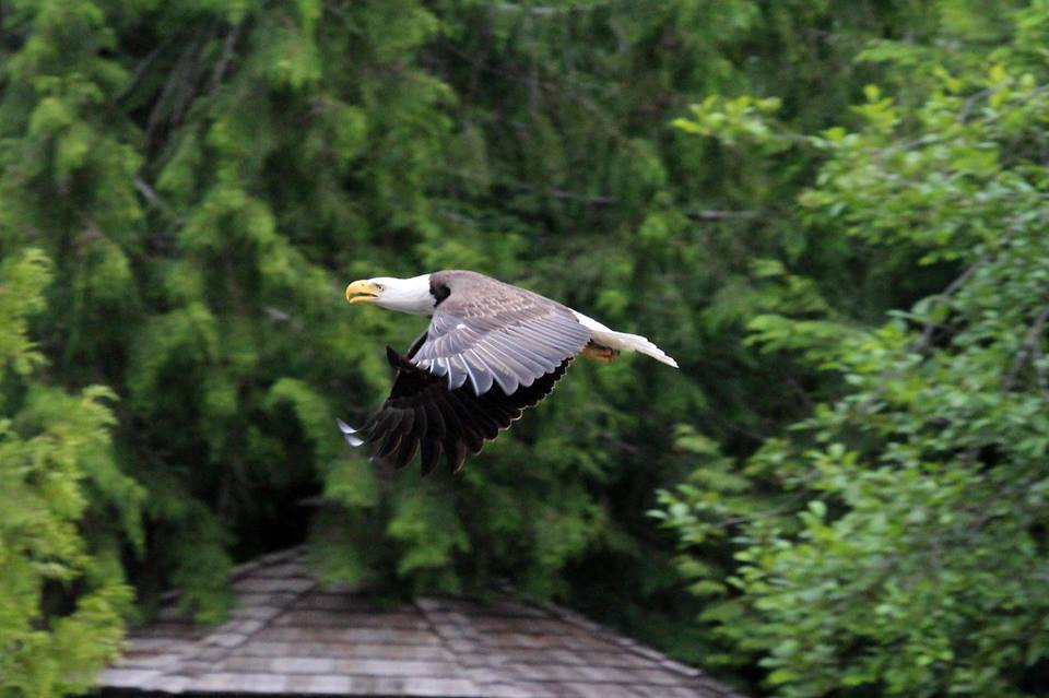 Pelea entre águila calva y un ganso - aguila-10