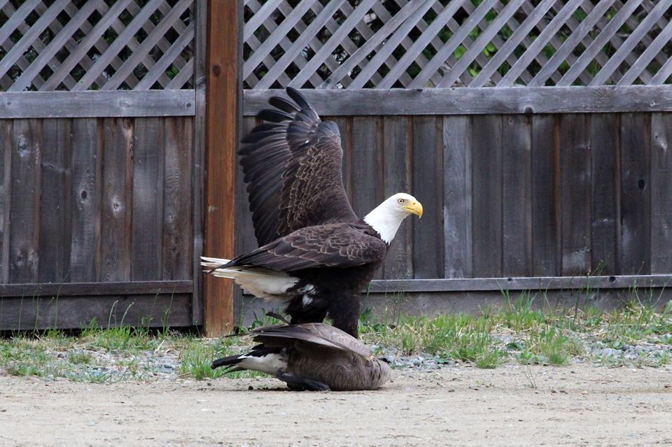 Pelea entre águila calva y un ganso - aguila-2