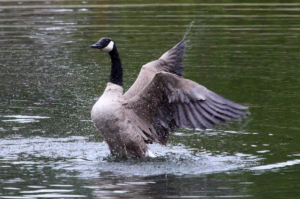 Pelea entre águila calva y un ganso - aguila-8