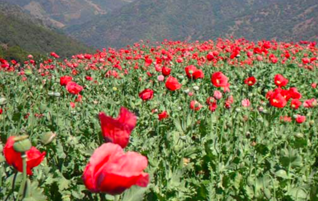 Estiman cultivo de amapola de 24 mil 800 hectáreas en México