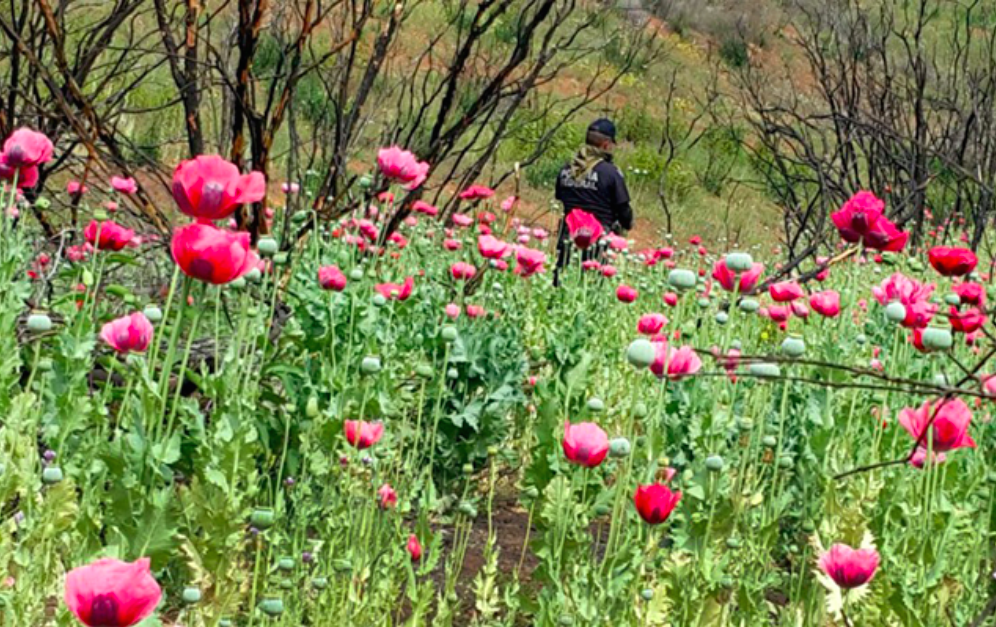 Federales destruyen plantío de amapola en el Estado de México