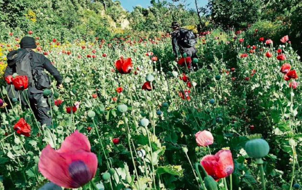 Aseguran 12 millones de plantas de amapola en Guerrero - amapola-4