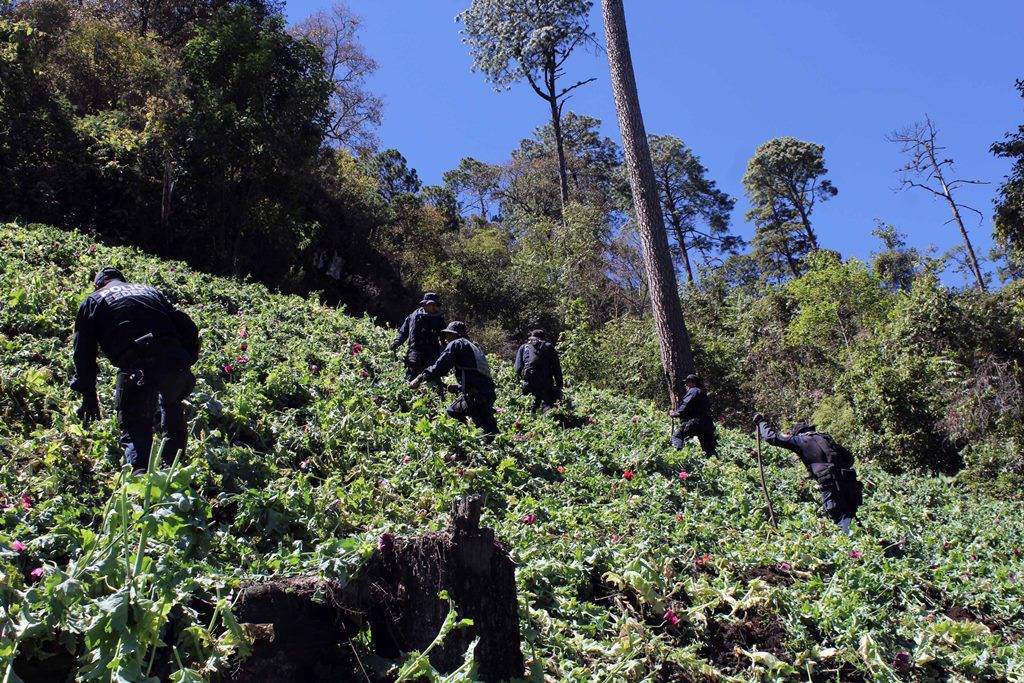 Estiman cultivo de amapola de 24 mil 800 hectáreas en México - amapola-internet