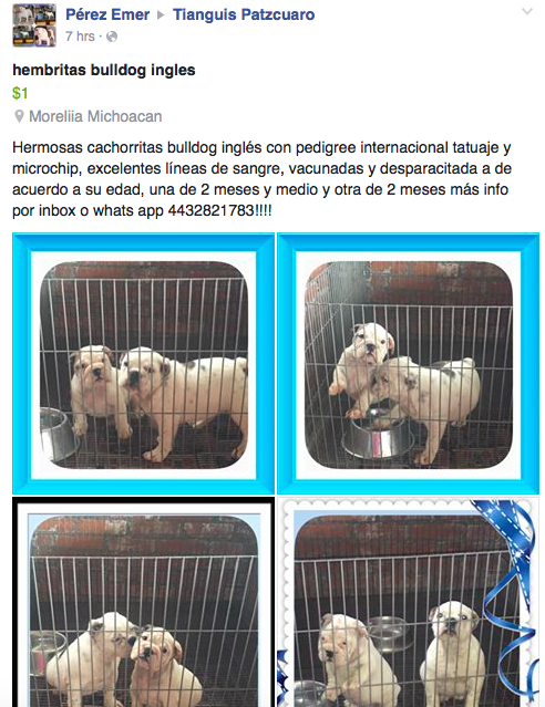 Ponen a la venta a mascotas robadas en Morelia - bull-dog