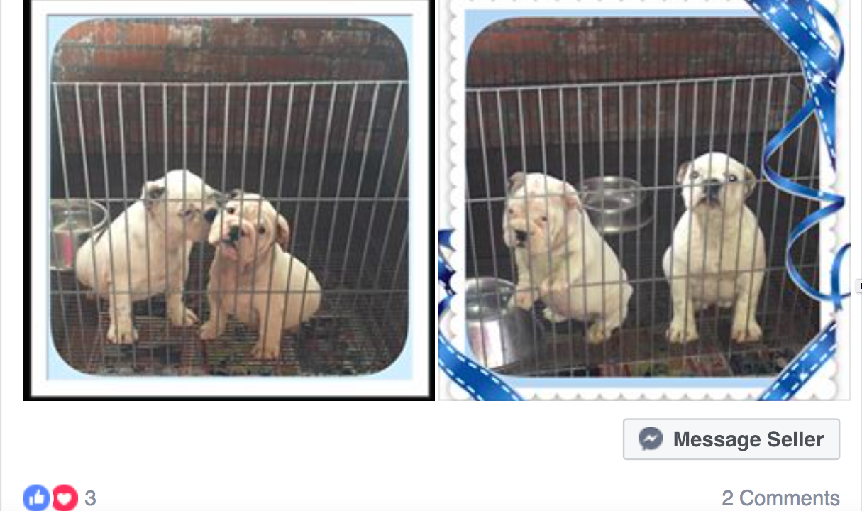 Ponen a la venta a mascotas robadas en Morelia