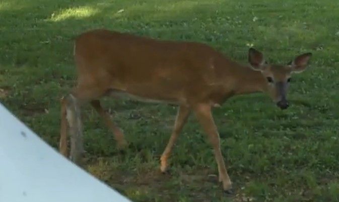 Venado no deja a salir a mujer de su casa