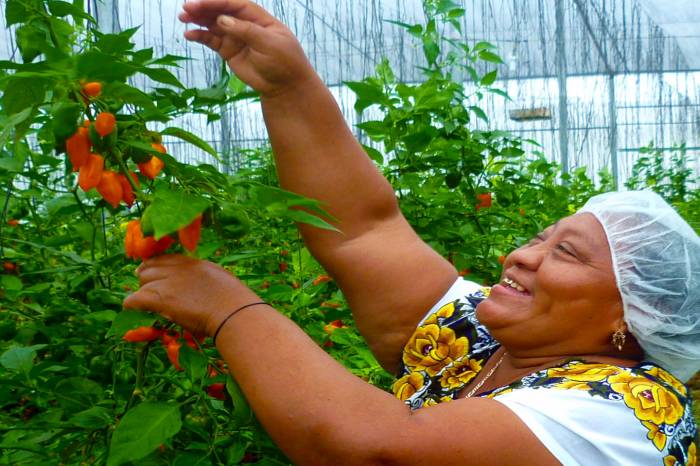 Los beneficios de consumir chile habanero - chile-habanero-3