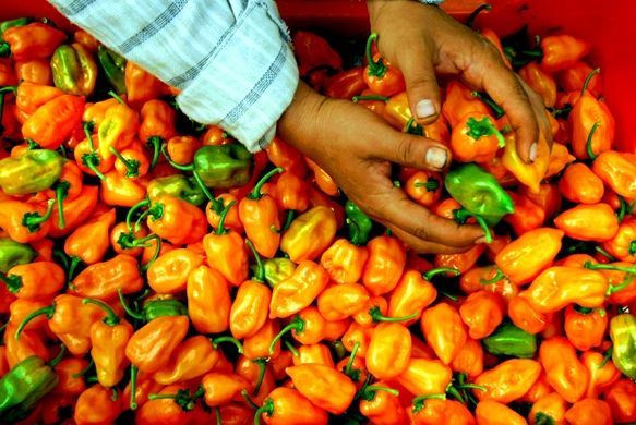 Los beneficios de consumir chile habanero - chile-habanero-4