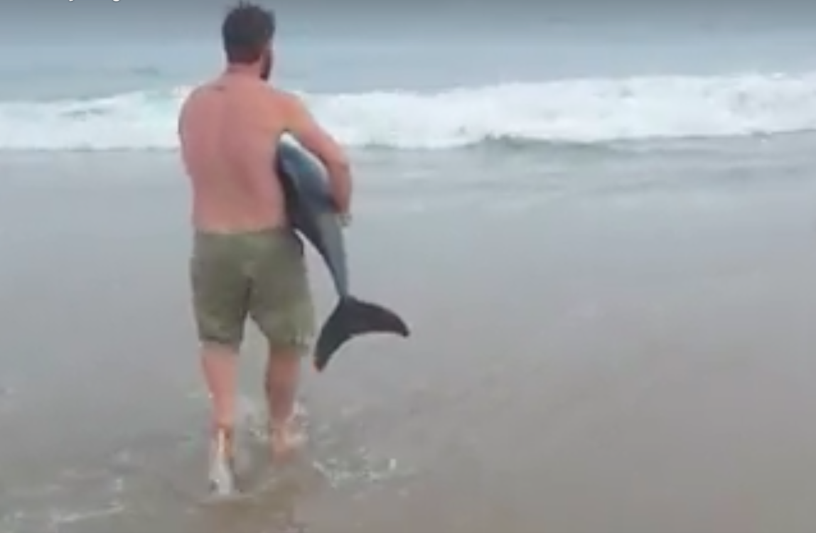 Video: hombre regresa a delfín al agua en Namibia