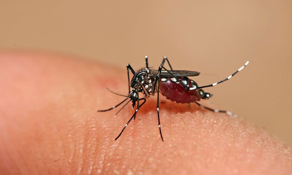 Disminuyen los casos de Dengue en Colima