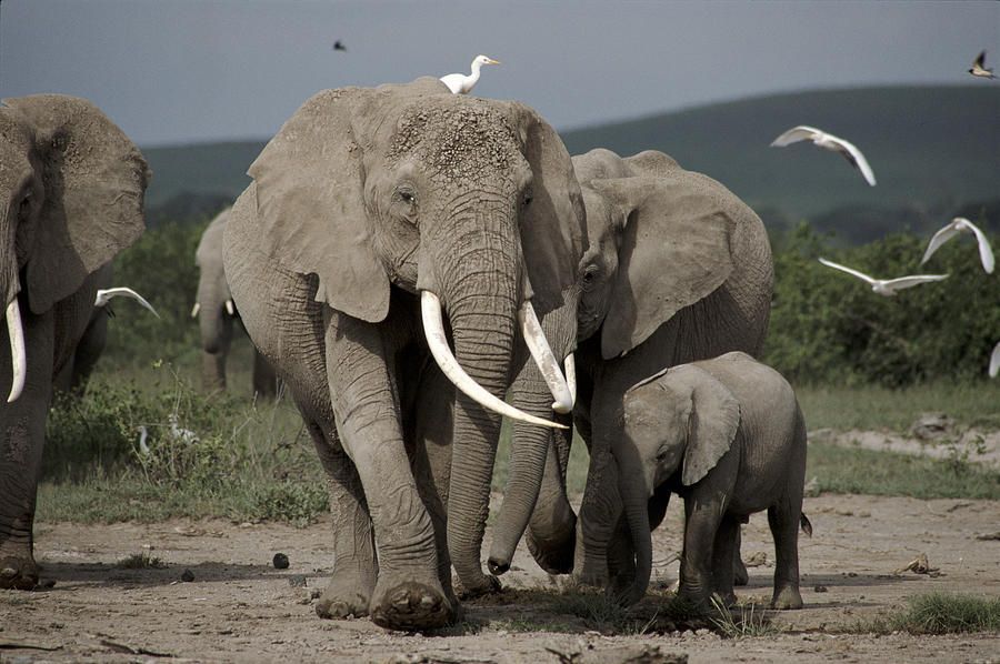 Decomisan craneo de elefante en la frontera con EE.UU. - elefante