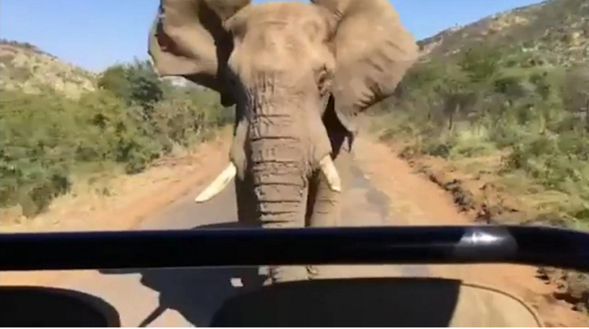 Video: elefante persigue a Arnold Schwarzenegger