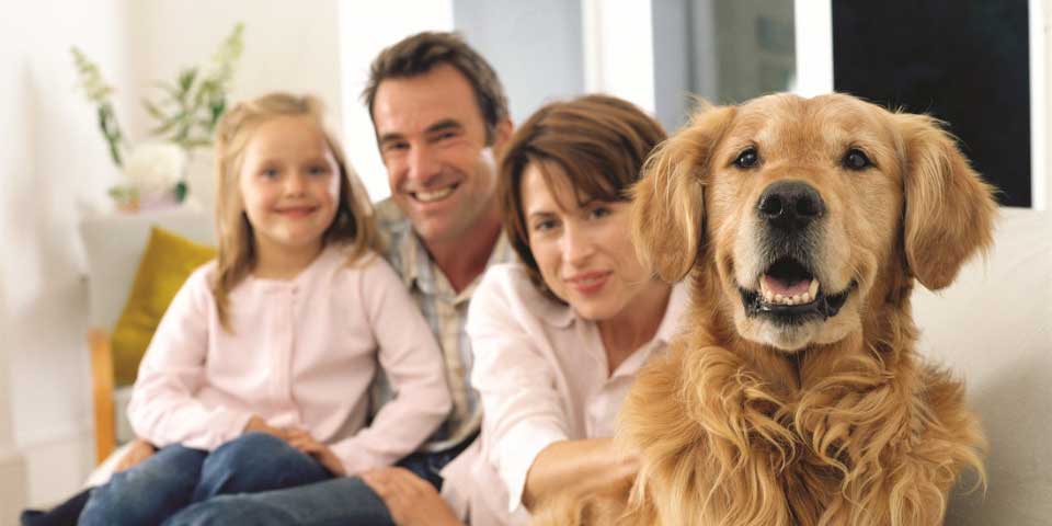 Lo que hay que considerar antes de adoptar a un animal de compañía