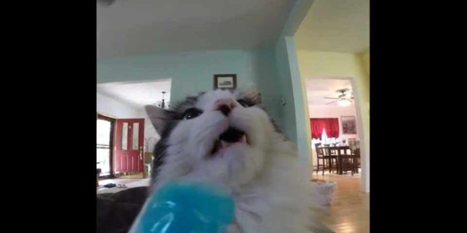 Los videos de la semana