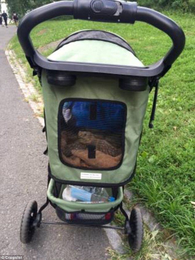 Henry la tortuga es la estrella de Central Park - henry-1