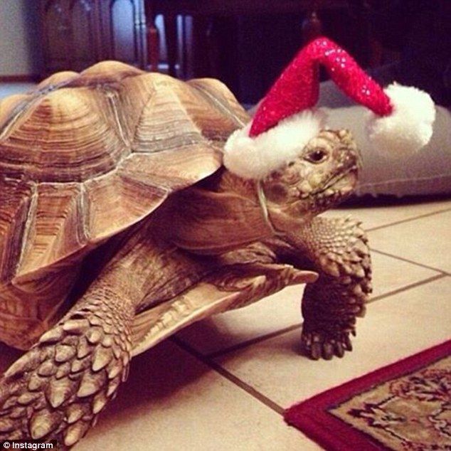 Henry la tortuga es la estrella de Central Park - henry-2