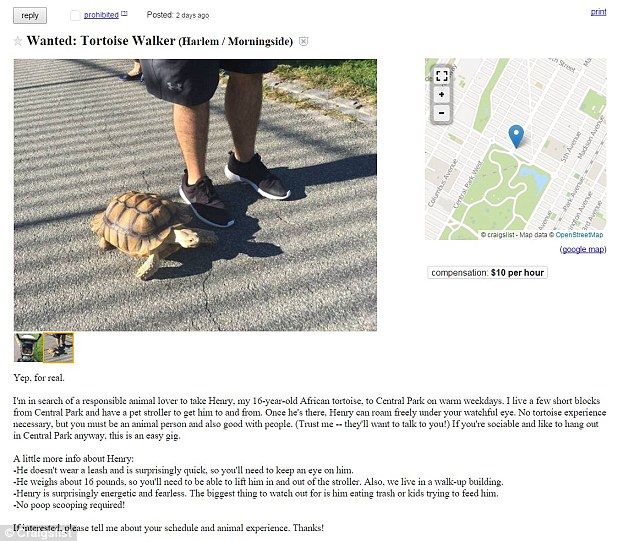 Henry la tortuga es la estrella de Central Park - henry-3