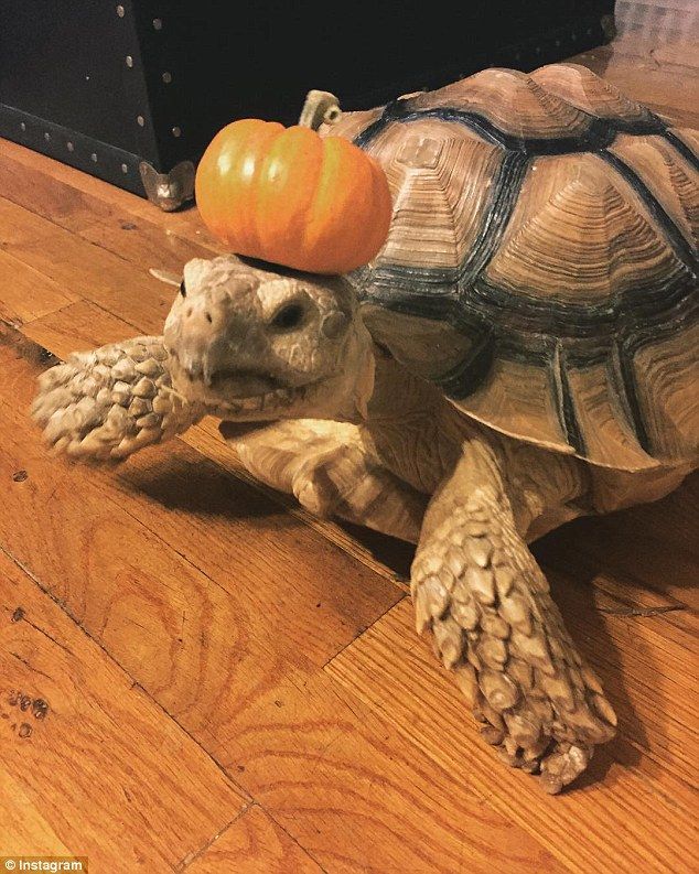 Henry la tortuga es la estrella de Central Park - henry-4