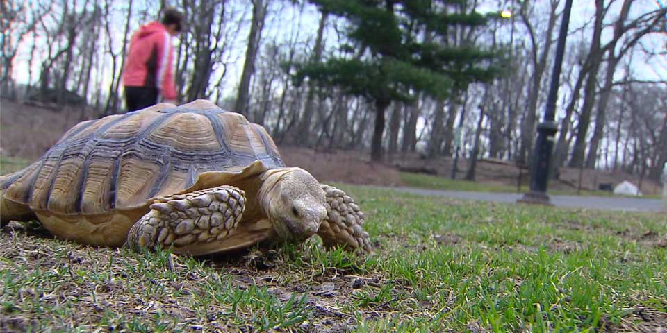 Henry la tortuga es la estrella de Central Park