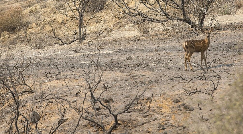 Incendio se sale de control en California - incendio-Los-Angeles-Brian-van-der-Brug-LA-Times