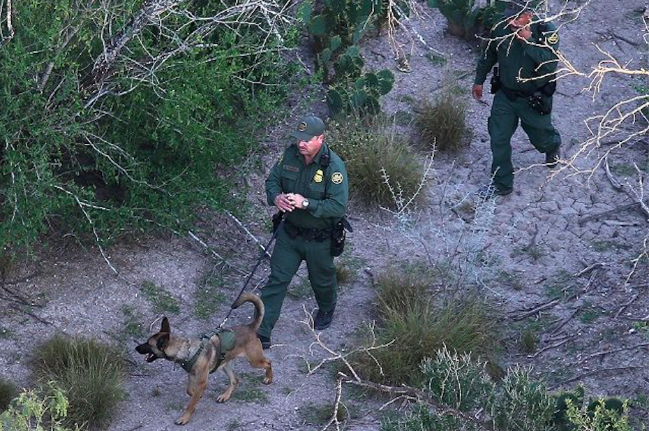 Perro de la policía fronteriza muere por golpe de calor