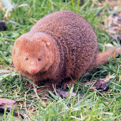 Veterinarios ayudan a tortuga a caminar nuevamente - mangosta