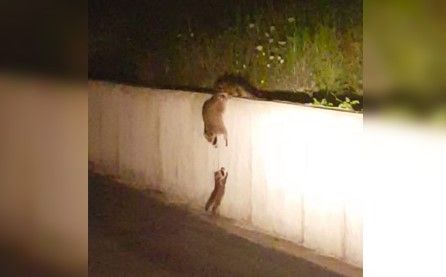 Video: captan a mapache ayudando a cría a subir un muro