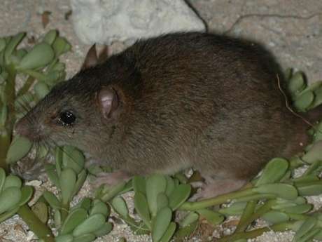 Se extingue el primer mamífero por cambio climático - melomys-rubicola-1