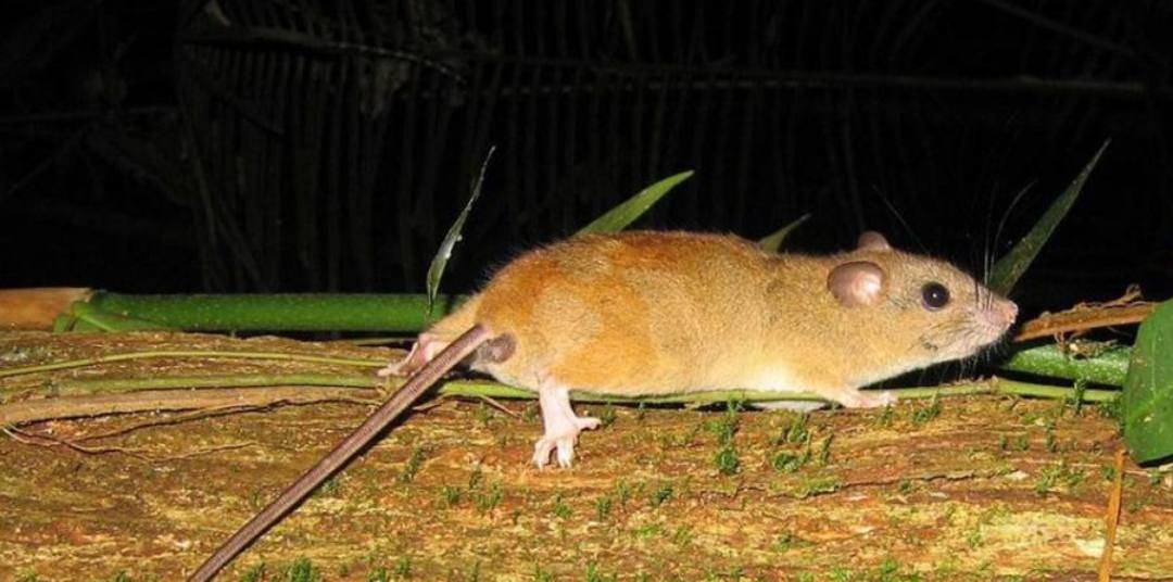 Se extingue el primer mamífero por cambio climático