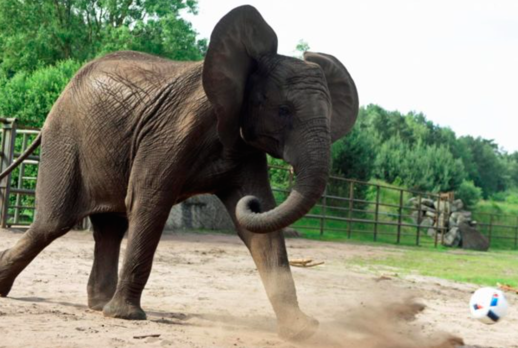 Elefante pronostica la victoria de Alemania en su debut en la Eurocopa - nelly-2