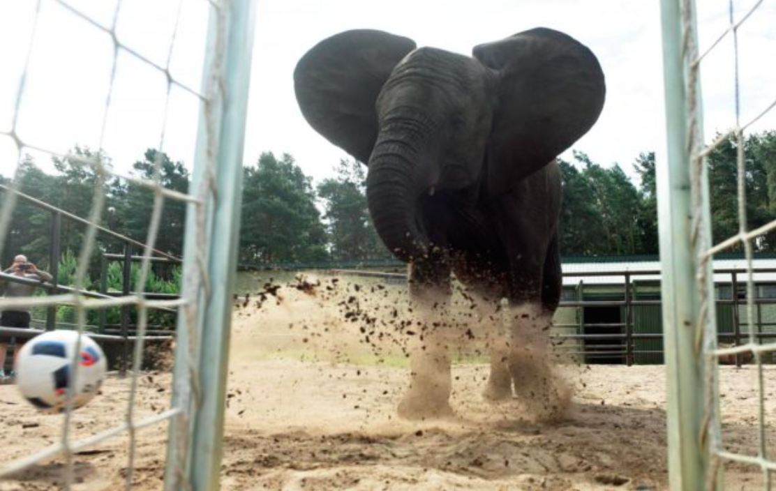 Elefante pronostica la victoria de Alemania en su debut en la Eurocopa