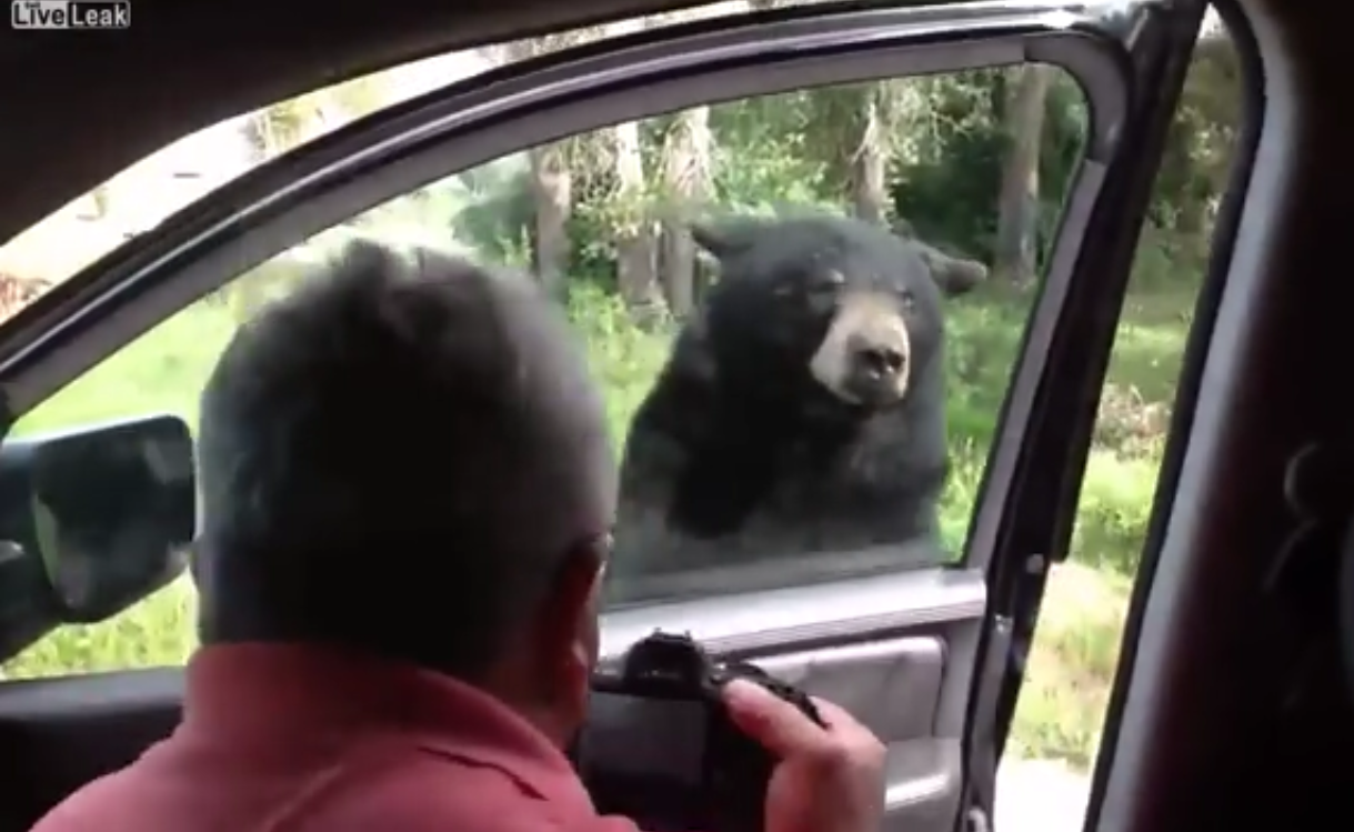 Video: oso aterroriza a una familia en Yellowstone
