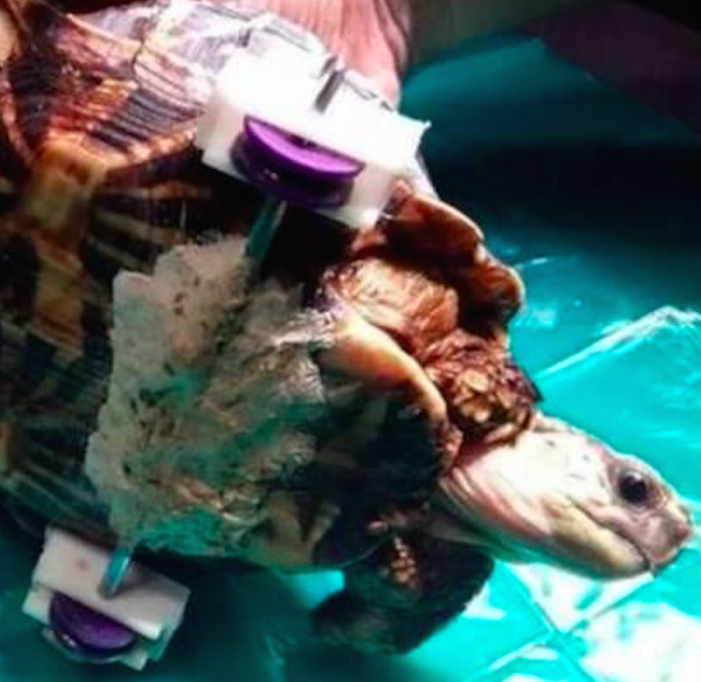 Veterinarios ayudan a tortuga a caminar nuevamente - ruedas