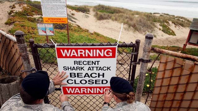 Tiburón muerde a niña en playa de Texas - tiburón-2
