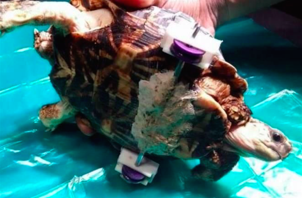 Veterinarios ayudan a tortuga a caminar nuevamente