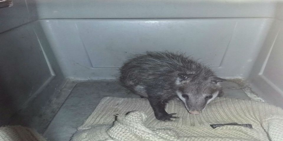 Zarigüeya da a luz en Metro de la Ciudad de México
