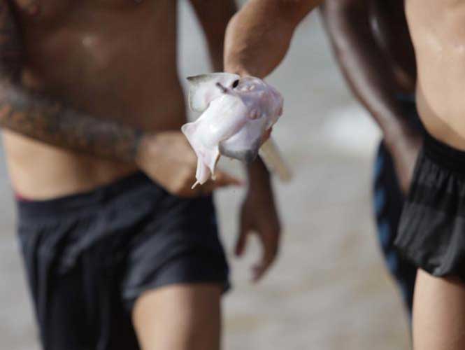 Investigan a Marc Crosas por pescar un tiburón en peligro de extinción - 1487140