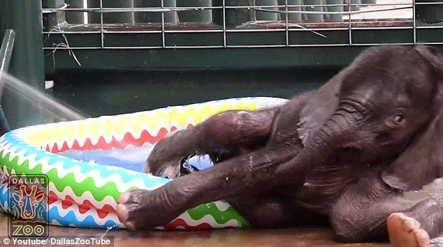 Video: elefante bebé chapotea en su primera alberca - 362A573100000578-3684835-image-a-54_1468254030657