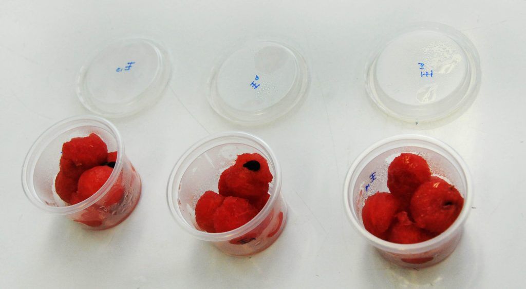 Crean recubrimiento comestible que retarda hasta tres semanas oxidación de alimentos - Alimentos-1024x564