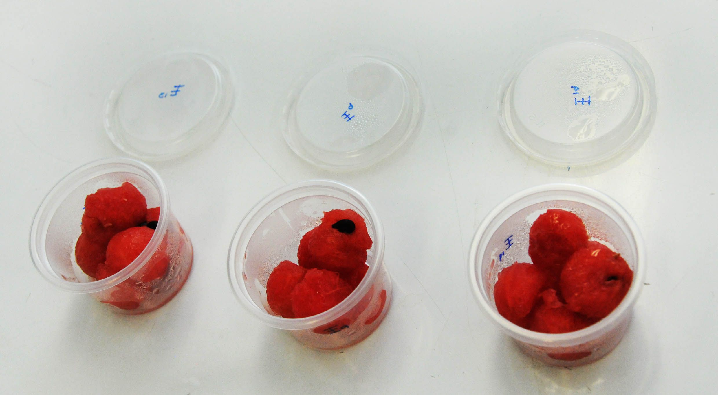 Crean recubrimiento comestible que retarda hasta tres semanas oxidación de alimentos