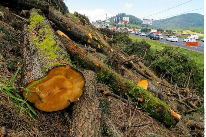 Administración de Mancera ha talado más de 10 mil árboles