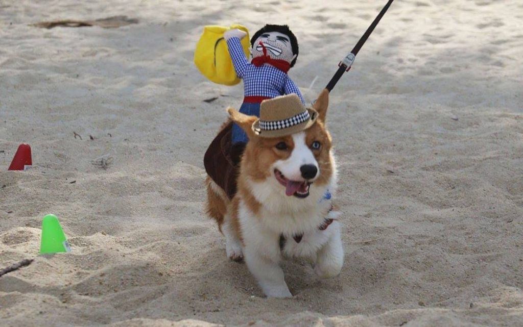 Playa de Singapur acoge a 50 perros corgi - Corgi-Singapur-3-1024x641