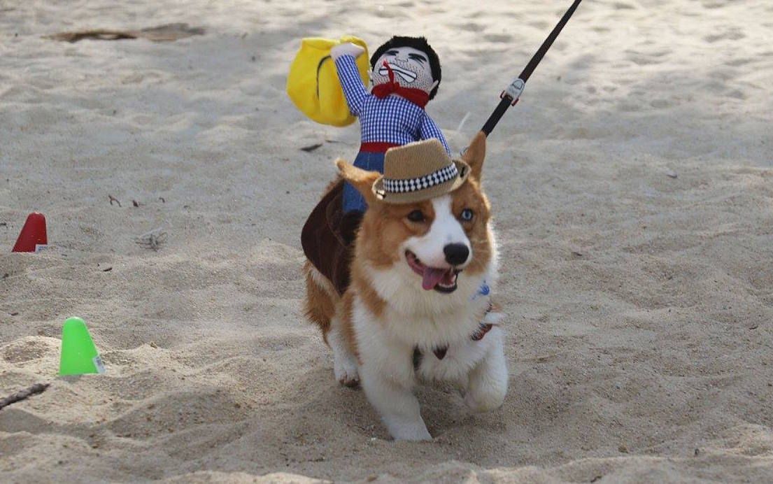 Playa de Singapur acoge a 50 perros corgi