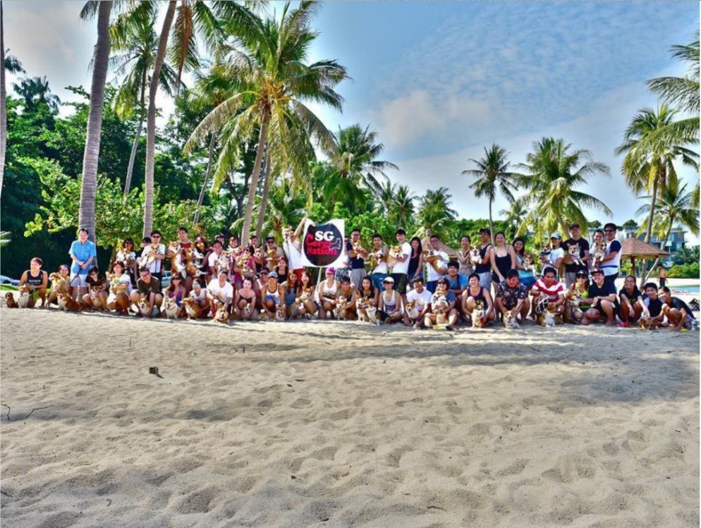 Playa de Singapur acoge a 50 perros corgi - Corgi-Singapur