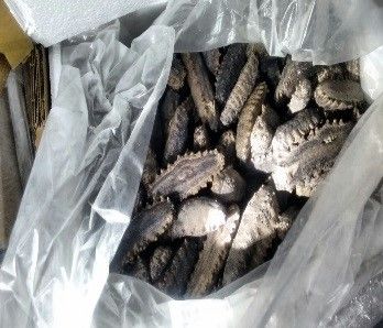 Aseguran más de dos toneladas de pepino de mar en Quintana Roo - FOTO-2