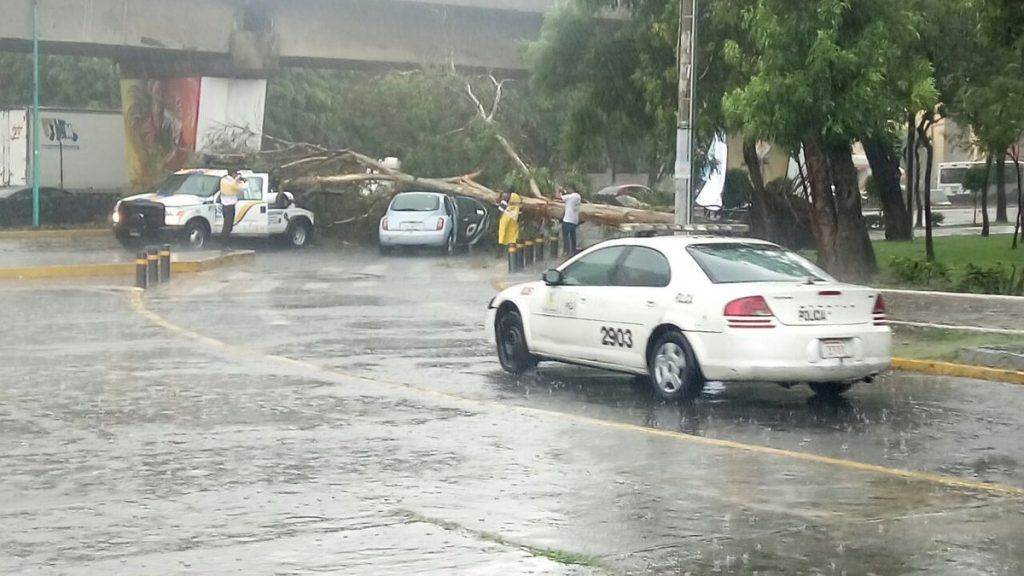 Inundaciones en Puebla y Guadalajara - Fray-servando-arbol-1024x576