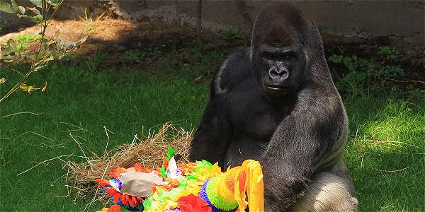 Profepa investiga en Chapultepec la muerte del gorila Bantú - IMAGEN-16639861-2