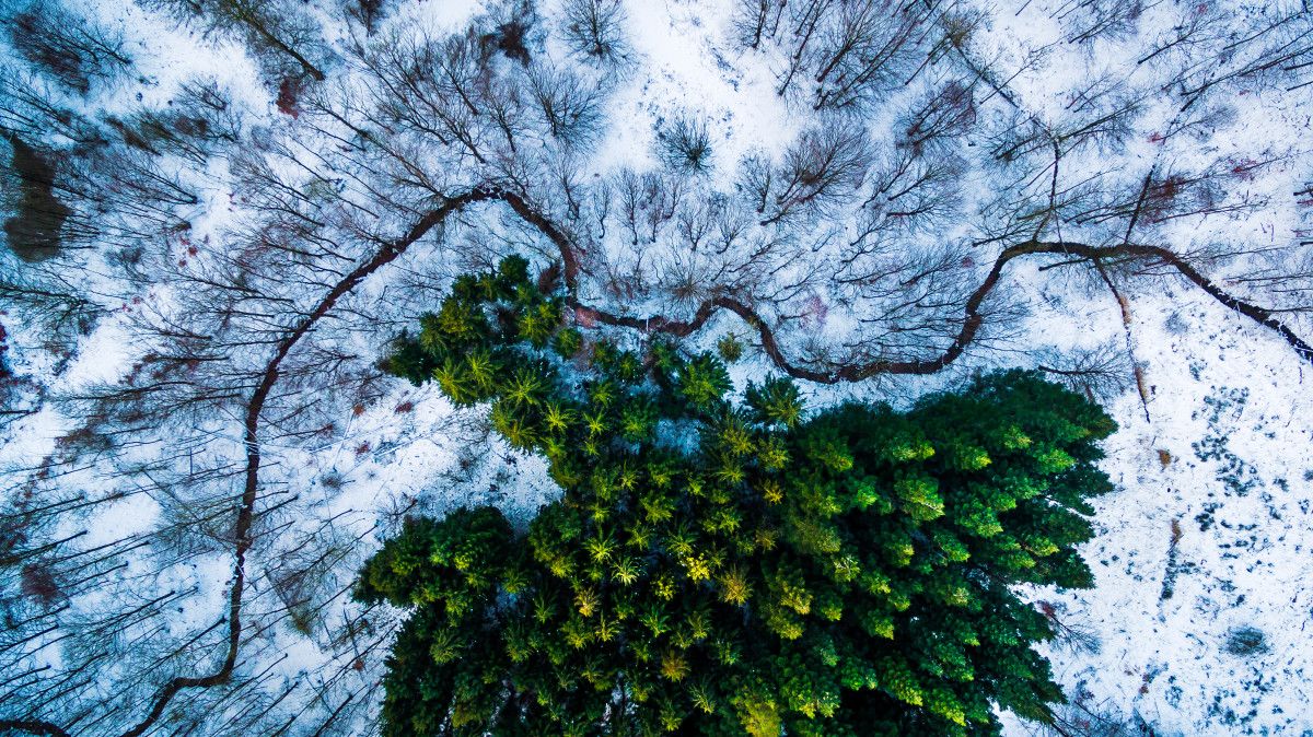 Las mejores fotografías con drones - Kalbyris-forest-Denmark-by-mbernholdt